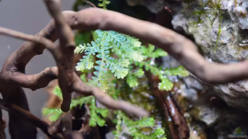 Selanginella kraussiana von Junglist (14)