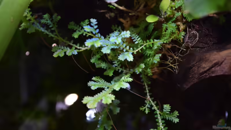 Selanginella kraussiana von Junglist (23)