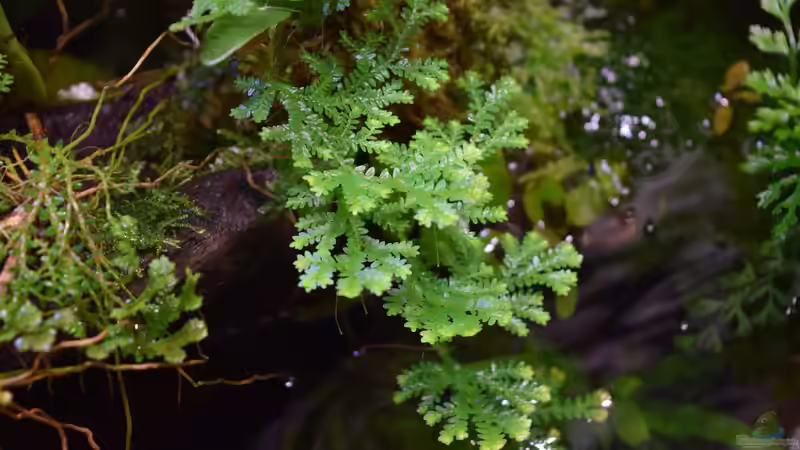 Selanginella kraussiana von Junglist (24)