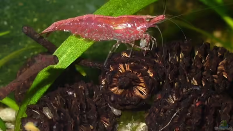 selberhergestelltes Garnelenfutter