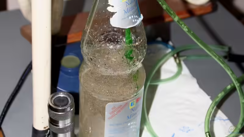 Selbst angesetzte Artemiazucht von Micha (46)