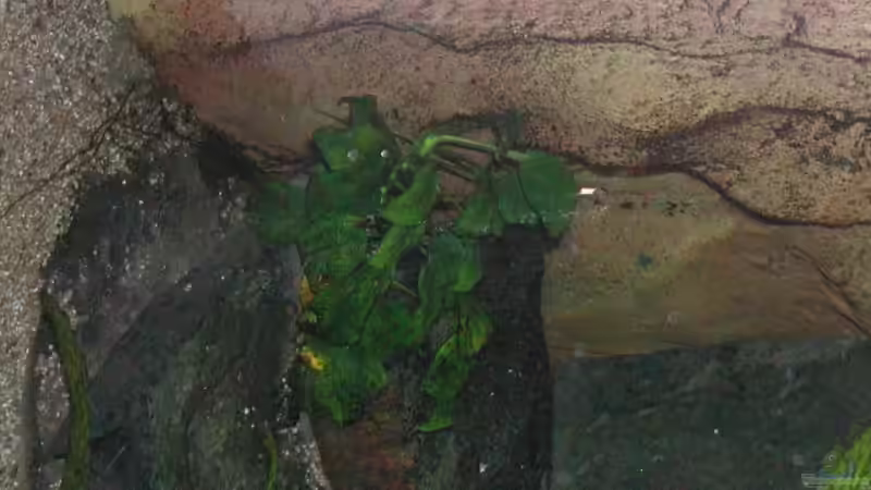 selbst bebaute Rückwand von Thomas Röckemann (3)