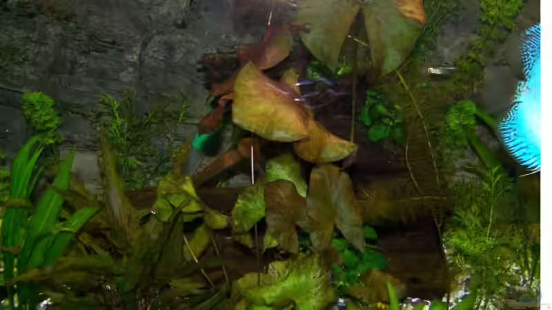 Selbst bepflanzte Wurzel  von Silke (24)