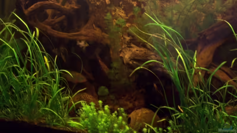 selbst die Kokosnüsse sind beinah nicht mehr zu sehen von Anja Hermes (7)