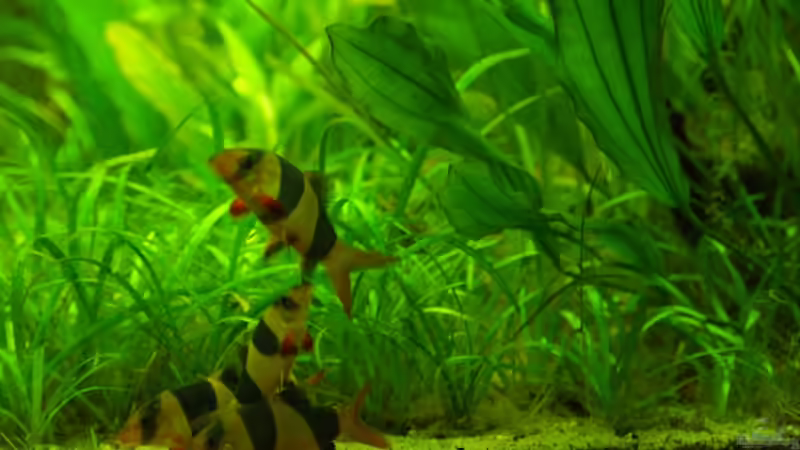 Selbst die teuerste Kamera der Welt kriegt die 4 Wuselköpfe kaum scharf. von Rheinländer (45)