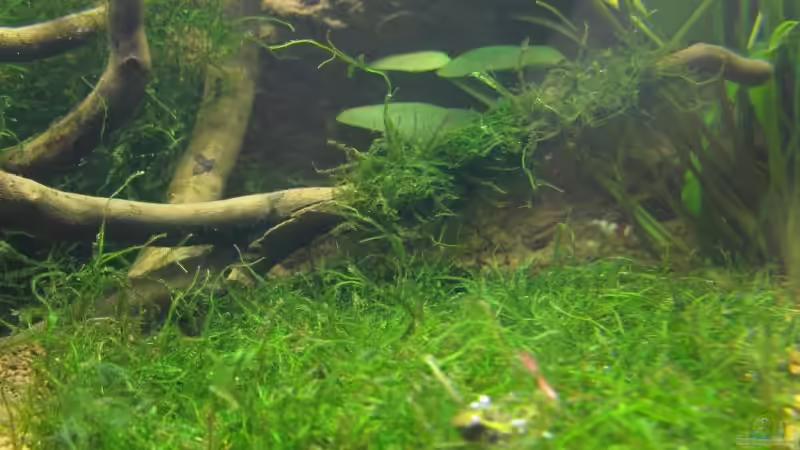 selbst ´gebastelter´ Bodendecker :-) von gestresster (Sven) (2)