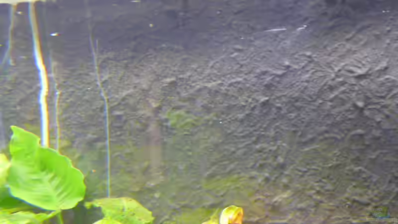 selbst gebaute Rückwand - Holzplatte mit dünn angemachten Gips mittels Schwammm von Pogobeer (17)