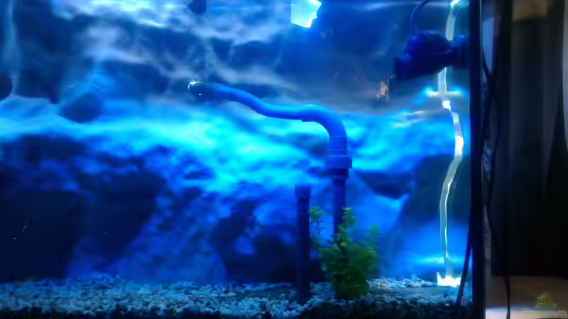 selbst gebauter Krümmling von *Malawi* (17)