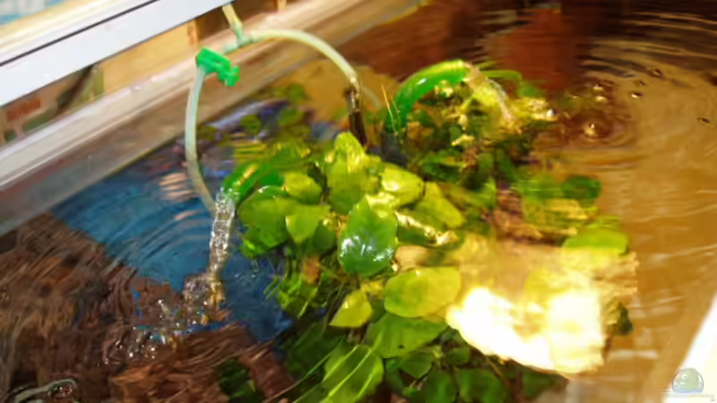 Selbst gebauter Luftheber Innenfilter, von oben gesehn  von Mark Mondl (12)