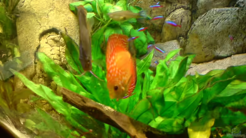 Selbst gegen mich wird das Nest verteidigt von GGuardiaNN (28)