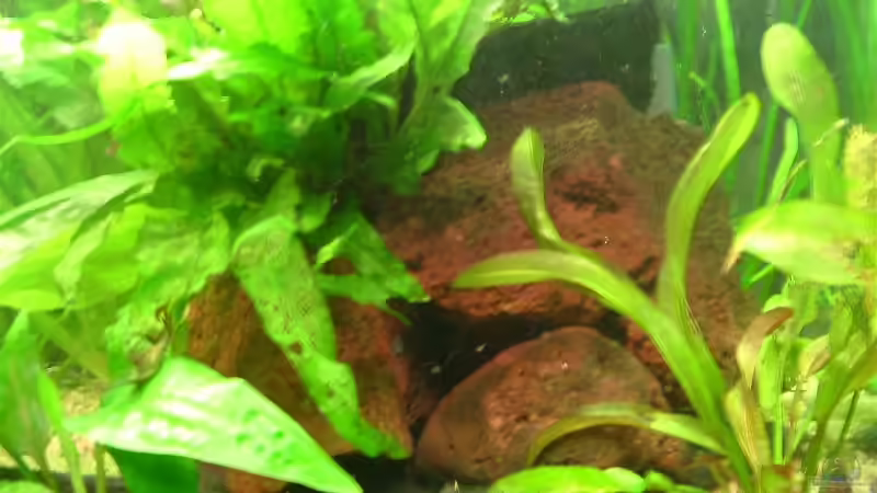 Selbst geklebter Felsen von Oliver Krell (5)