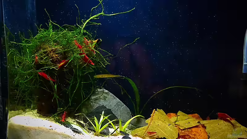 selbst gemachter Java Moosbaum von Sale87 (7)