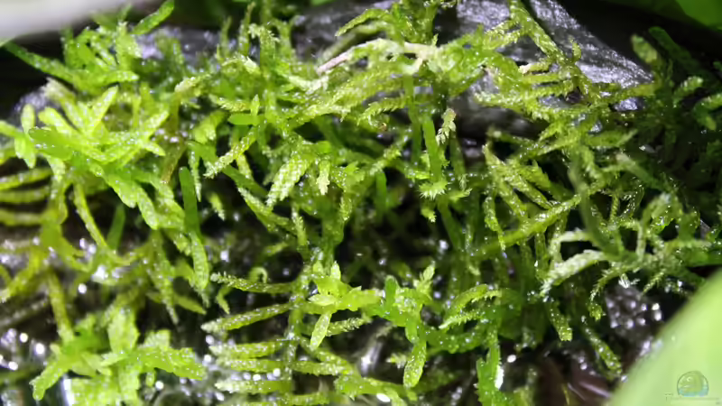 selbst gesammeltes Moos von die Perle... (34)