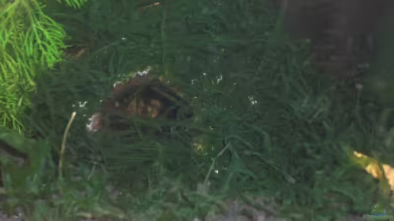 selbstgebastelte Kokosnusshöhle bepflanzt 2 von Malawi TOM (23)