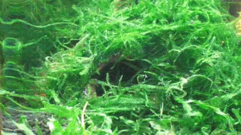 selbstgebastelte Kokosnusshöhle bepflanzt 3 von Malawi TOM (26)