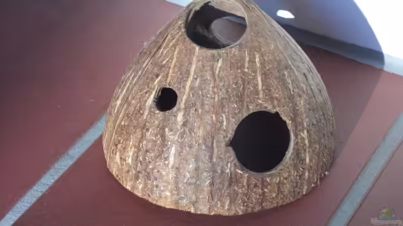 selbstgebastelte Kokosnusshöhle unbepflanzt 1 von Malawi TOM (22)