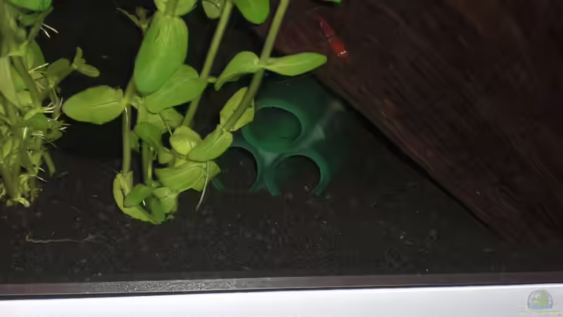 selbstgebaute Garnelenröhre von Malawi TOM (10)