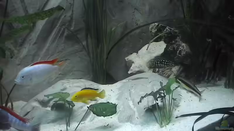 selbstgebaute Höhle  von Ringo Baumung (12)