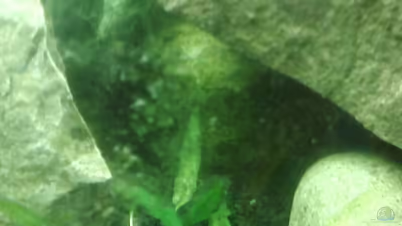 selbstgebaute Höhle von Leni Zahn (3)