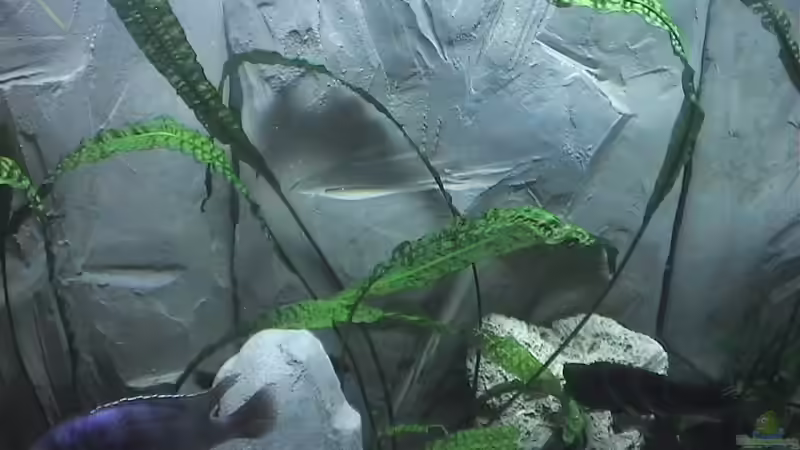 selbstgebaute Rückwand von Ringo Baumung (10)