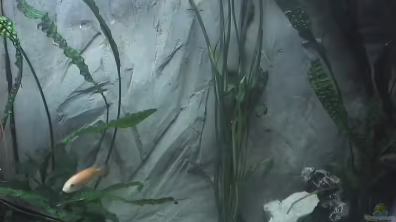 selbstgebaute Rückwand von Ringo Baumung (9)