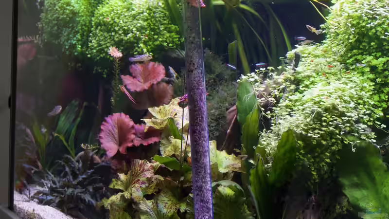 Mulmsauger für die Aquarienpflege (Einrichtungsbeispiele die einen Mulmsauger verwenden)