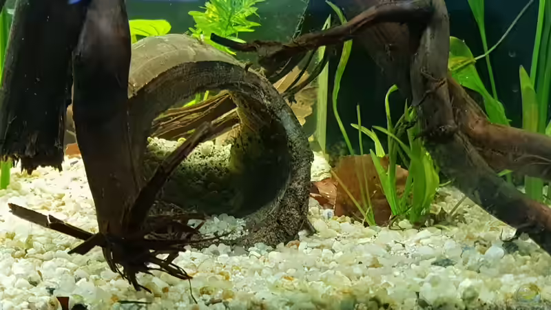 selbstgemachte Höhle aus Moorkienholz von Mel (16)