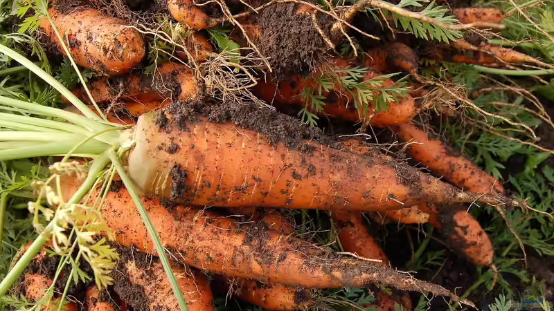 Selbstversorgergarten - Der große Praxisleitfaden für ein unabhängiges Leben aus dem eigenen Garten