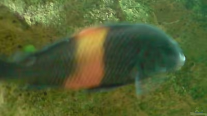 selten aber wahr- ein Bemba mit nur einem Auge (auf der anderen Seite) von Jonathan Helbig (15)