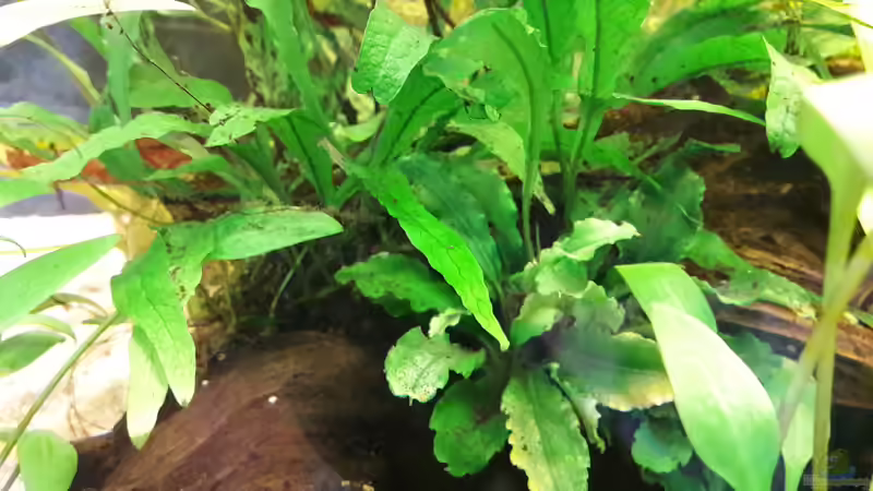 Seltene Aquarienpflanzen - Ein Leitfaden für anspruchsvolle Aquarianer