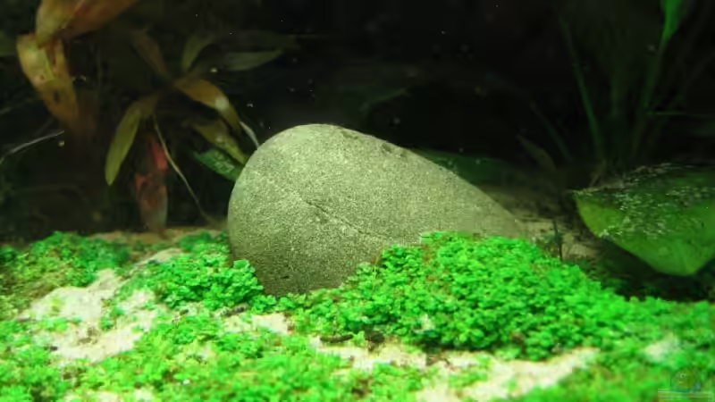 Seltene Aquarienpflanzen - Ein Leitfaden für anspruchsvolle Aquarianer