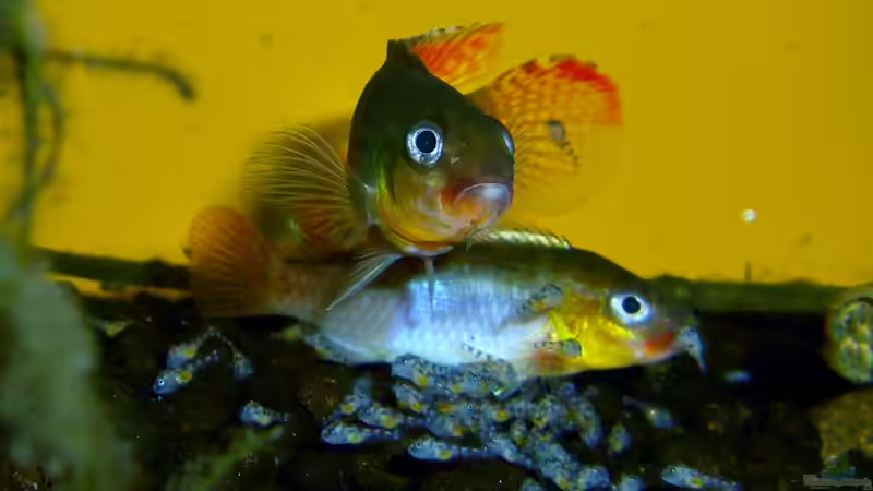 Seltene Buntbarsche aus Zentralafrika - Geheimnisse, Pflege und Artenvielfalt dieser faszinierenden Fischgruppe