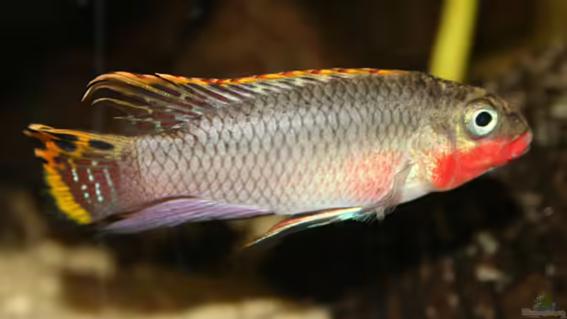 Seltene Buntbarsche aus Zentralafrika - Geheimnisse, Pflege und Artenvielfalt dieser faszinierenden Fischgruppe