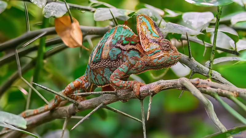 Seltene Reptilien in der Terraristik: außergewöhnliche Arten verantwortungsvoll halten