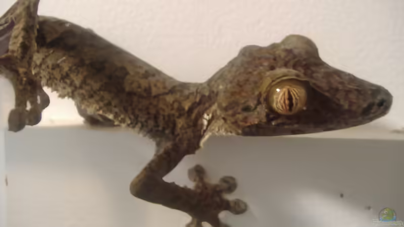 Seltene Reptilien in der Terraristik: außergewöhnliche Arten verantwortungsvoll halten