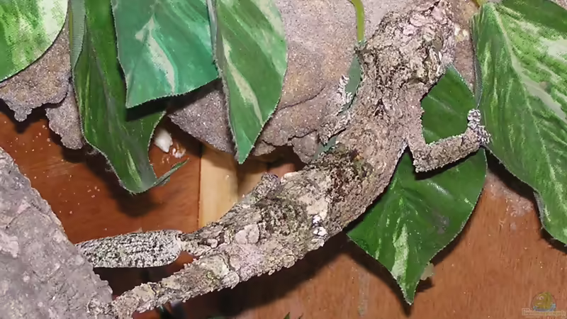 Seltene Reptilien in der Terraristik: außergewöhnliche Arten verantwortungsvoll halten