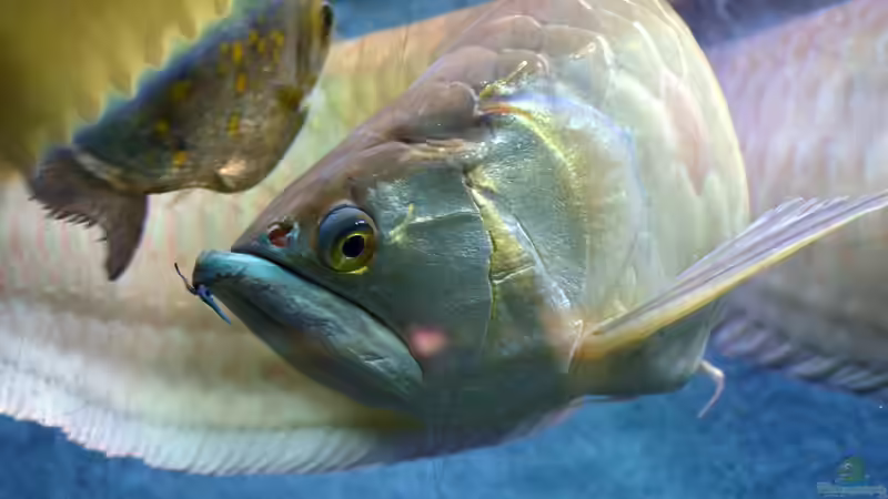 Seltene Süßwasserraubfische richtig füttern