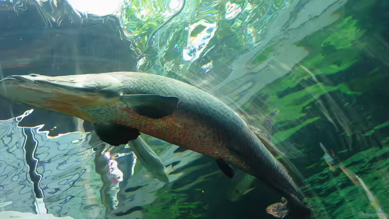 Seltene Süßwasserraubfische richtig füttern