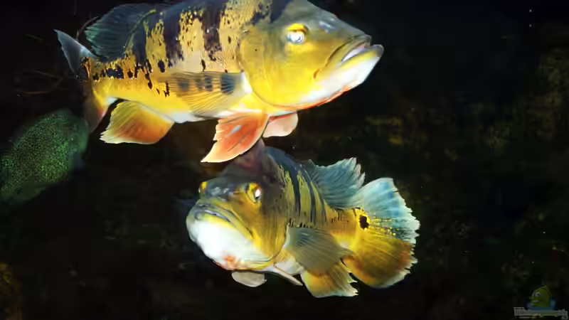 Seltene Süßwasserraubfische richtig füttern