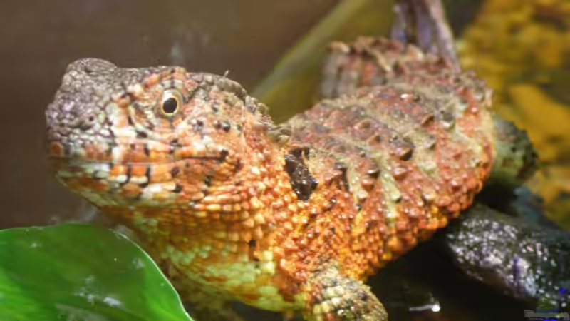 Seltene Terrariumtiere in Deutschland - Exotische Vielfalt hinter Glas