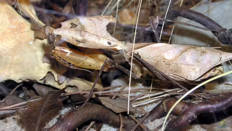 Seltene Terrariumtiere in Deutschland - Exotische Vielfalt hinter Glas