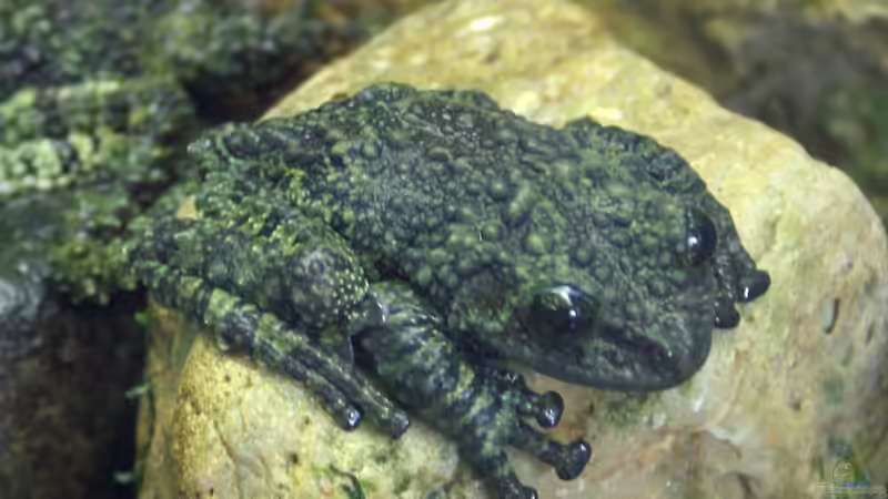 Seltene Terrariumtiere in Deutschland - Exotische Vielfalt hinter Glas