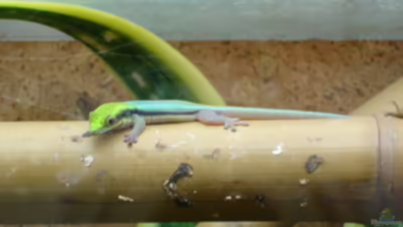 Seltene Terrariumtiere in Deutschland - Exotische Vielfalt hinter Glas