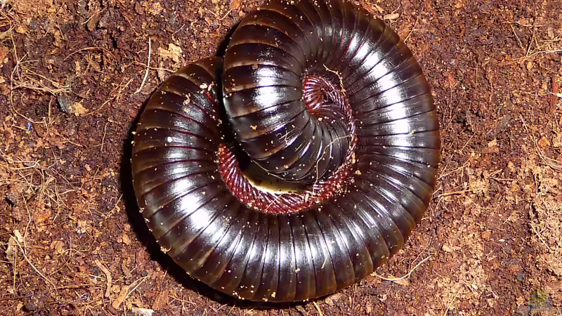 Seltene Terrariumtiere in Deutschland - Exotische Vielfalt hinter Glas