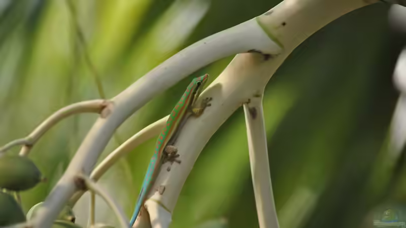 Seltene Terrariumtiere in Deutschland - Exotische Vielfalt hinter Glas
