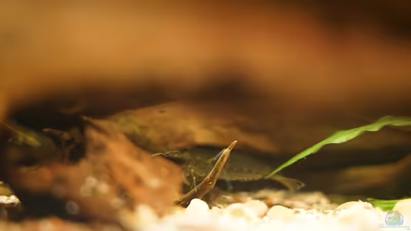 Seltener Anblick einer Amanogarnele von Jonas B. (76)