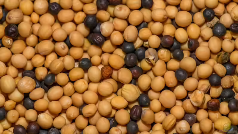 Senf im eigenen Garten anbauen und selbst herstellen - Der große Ratgeber