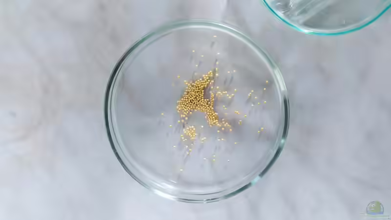 Senf im eigenen Garten anbauen und selbst herstellen - Der große Ratgeber