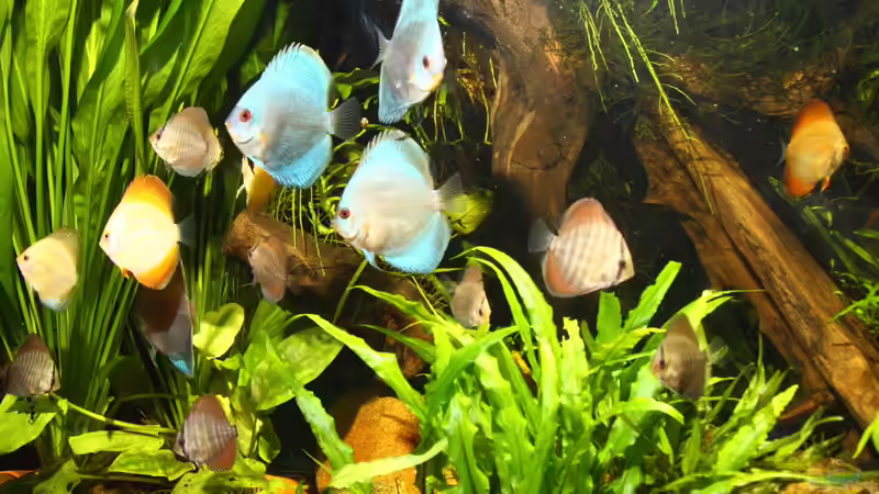 Senkrechte Strukturen im Aquarium: Darum sind sie wichtig in der Diskushaltung