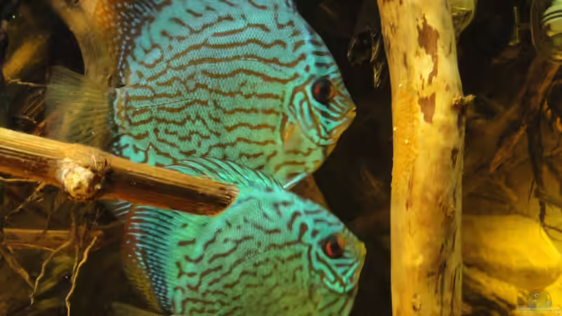 Senkrechte Strukturen im Aquarium: Darum sind sie wichtig in der Diskushaltung